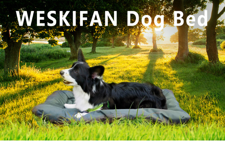 厂家定制宠物狗狗尿垫 宠物尿不湿训练隔尿吸水垫 可水洗四季用品(图1)